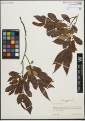 Foto von Salix pentandra L.